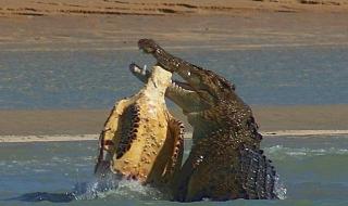 鳄鱼属于什么类动物 鳄鱼属于什么类动物